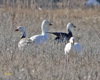 Snow Geese